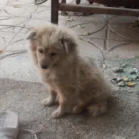 واگذاری پامرانین