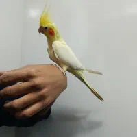 عروس هلندی دستی|پرنده|مشهد, کارگران|دیوار