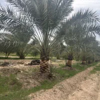 فروش انواع  اقسام نهال بزرگ  کوچک