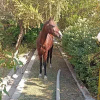 مادیون وکره مادیون اصیل عرب