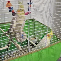 یک جفت عروس هلندی با قفس