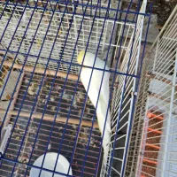 عروس هلندی لوتینو مولد دو جفت با دو جوجه|پرنده|قرق, |دیوار