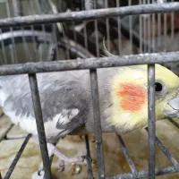 عروس هلندی نر