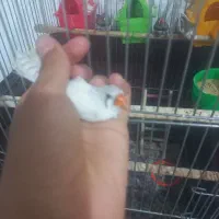 پرنده فنچ نر وماده
