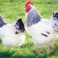 خوراک دام و طیور نمونه گیل