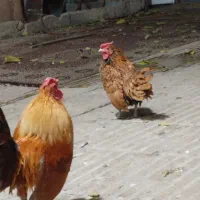 مرغ و خروس سبرایت ژاپنی