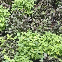 گلدان ریحان سبز و بنفش خوراکی
