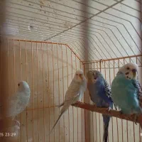 مرغ عشق|پرنده|آبادان, |دیوار