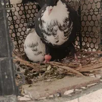 چندجفت خوشگل