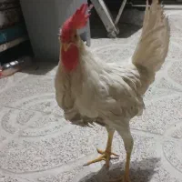 خروس خانگی