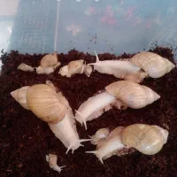 ۶ عددحلزون نخم گذار