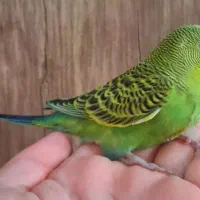 مرغ عشق مولد با جوجه های تازه دونخور و تخم و لانه|پرنده|شاهین‌شهر, مسکن مهر|دیوار