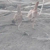 مرغ تخم گذار