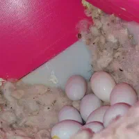 ی جفت فنچ کاکلی مولد|پرنده|رزن, |دیوار