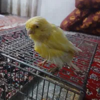 قناری رسمی ماده