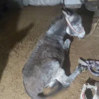 خرنر|حیوانات مزرعه|گرمخان, |دیوار