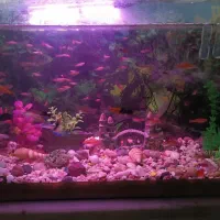 گپی بیگ ایر سایز متوسط|ماهی|قوچان, |دیوار