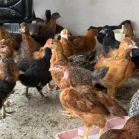 جوجه های خروس و مرغ نیمچه
