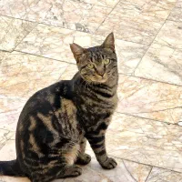 گمشده گربه dsh