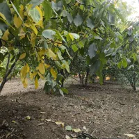 باغ 1000 متری پل زمانخان درختان گیلاس|فروش دفتر صنعتی، کشاورزی، تجاری|تیران, |دیوار