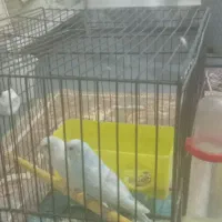 مرغ عشق سرحال