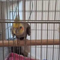 عروس هلندی|پرنده|تهران, شهرک هما|دیوار