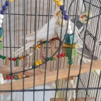 عروس هلندی با سبد لانه|پرنده|شراء, |دیوار