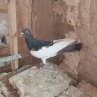 کبوتر گرفتنی یهودی هفت رنگ سبز