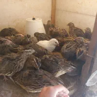 بلدرچین وتخم بلدرچین