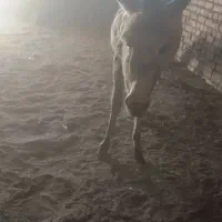 کره خر نر