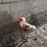اصل پنجاپ