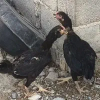 مرغ سیاه نژاد دار