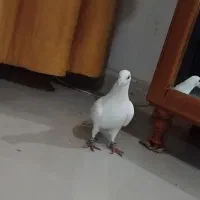 سفید المانی  سبز المانی|پرنده|چناران, |دیوار