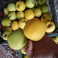 سیب و گلابی درجه یک مجلسی و مدرسه ای