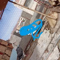 جفت سینه|حیوانات|بیرجند, |دیوار