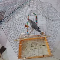 پرنده