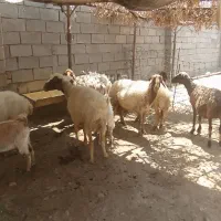 میش درجه یک