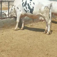 به یک کارگر جهت کار در گاوداری نیاز مندیم