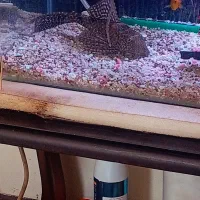 لجن خوار مامله با دوتا. سایز متوسط|ماهی|کرمان, |دیوار