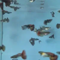 پخش انواع ماهی گوپی عمده و خرده