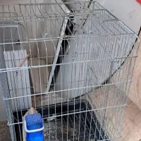 قفس پرنده