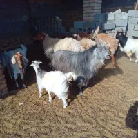 نر سه بری،|حیوانات مزرعه|کویرات, |دیوار