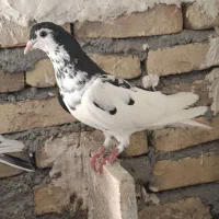 راست افشون