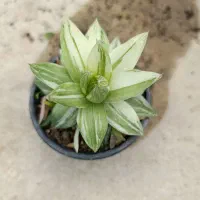 حراج کاکتوس به مدت محدود