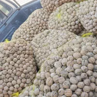 گردو با ضمانت برگشت