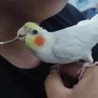 گمشده