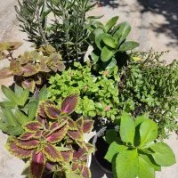 گل هایی بزرگ پرورش خانگی 140.
