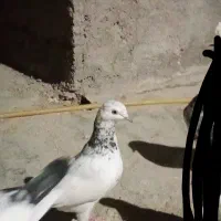 معاوضه|پرنده|بندرلنگه, |دیوار