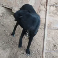 سگ گله