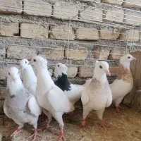 ماده طوقی و قلمه طوقی